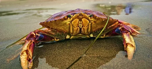 Olasz vörösborok: Acid Crab Negroamaro, Puglia